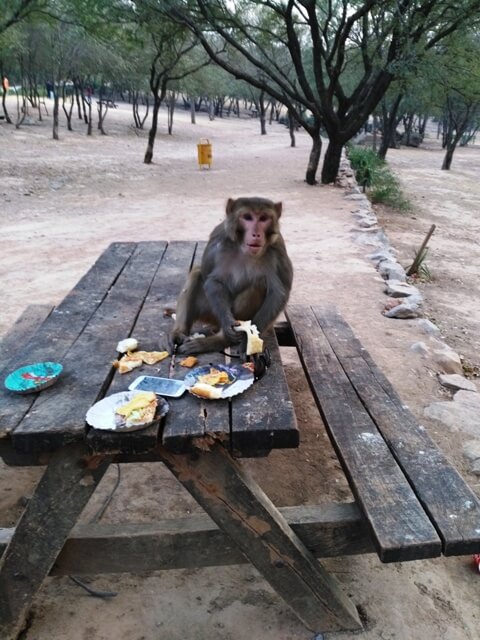 Thief monkey in a park