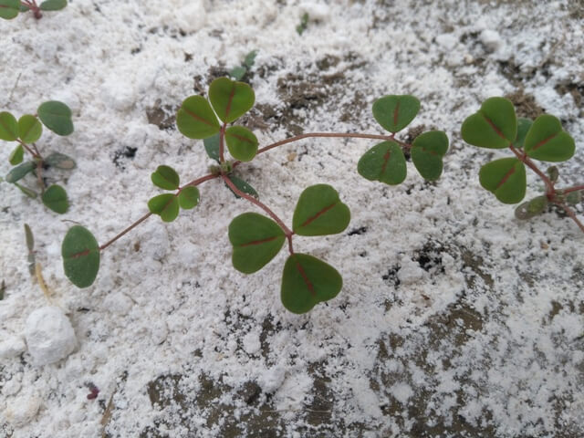 Wild plant leaves in winter
