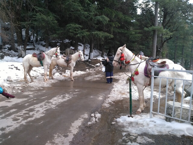 A road with snow and horses 