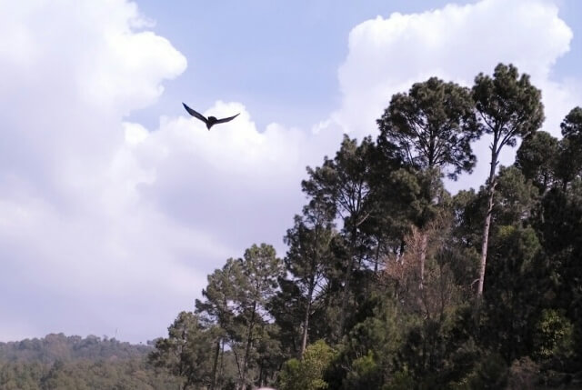Beautiful bird and clouds on the way to hill station