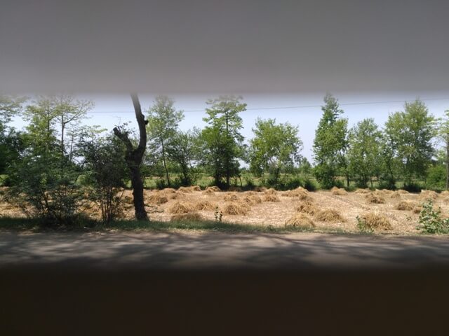 Wheat field view 