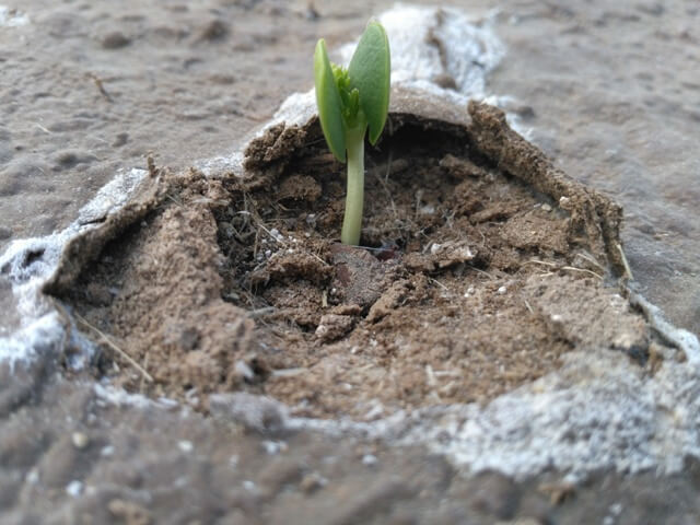Seedling after seed germination