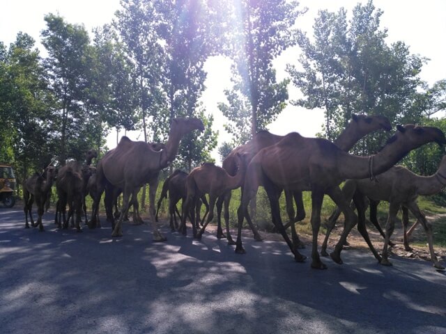 Camels on a road trip