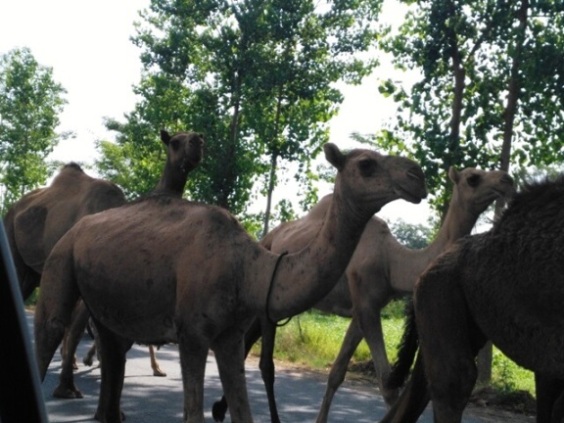 Camels while traveling