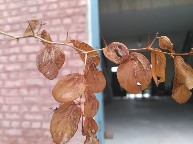 Jujube leaves in autumn 