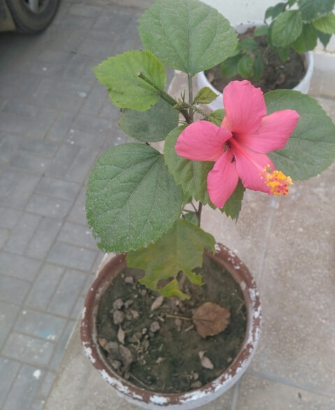 Hibiscus plant in a pot 