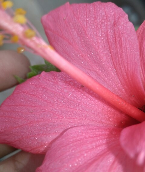 Hibiscus petals with dew 