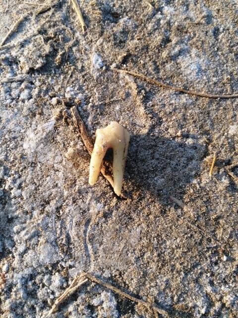 Decaying tooth on ground