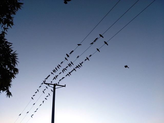 Birds on an electric pole