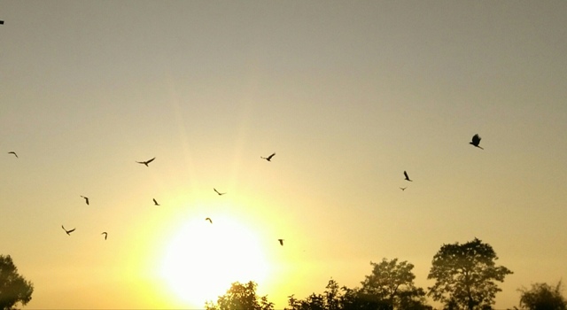 Golden hour with birds