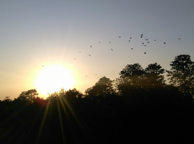 Beauty of sunset with birds