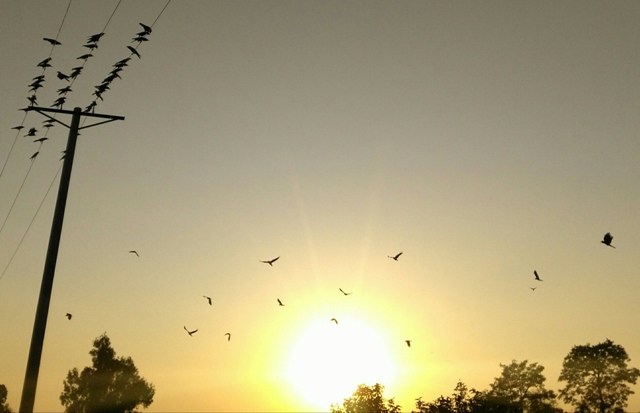 Birds in the evening during sunset
