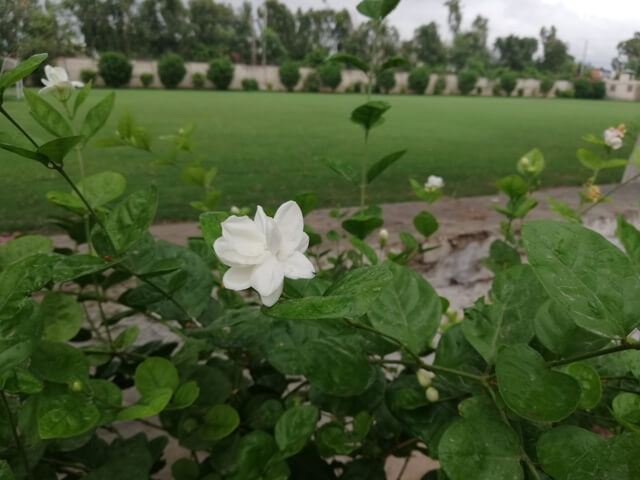Jasmine flower in a garden 