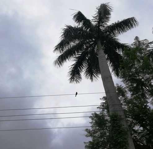 A bird with a palm tree in the background