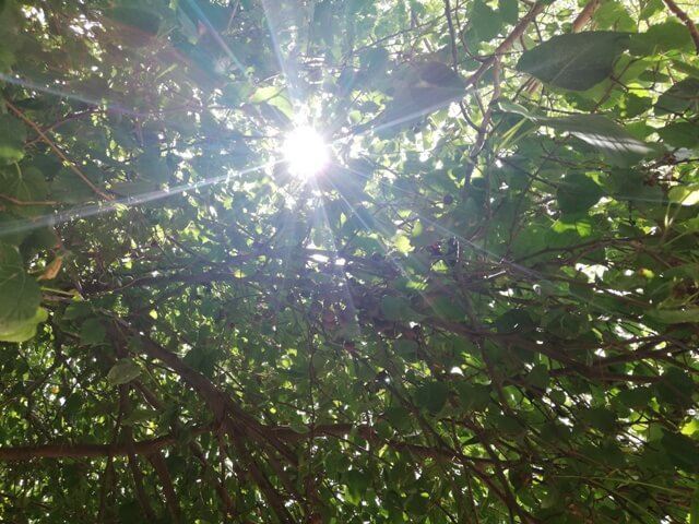 Sun rays through leaves 