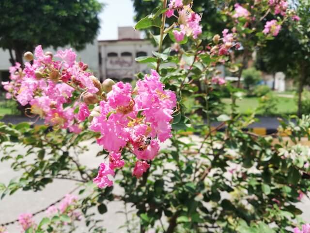 Pink garden flowers 