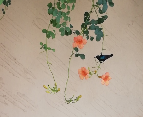 Tiny humming bird with flowers