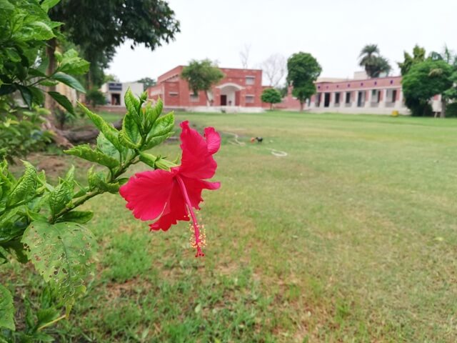 Hibiscus flower in a lawn 