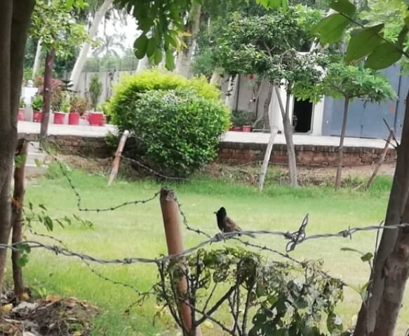 Nightingale bird in a garden