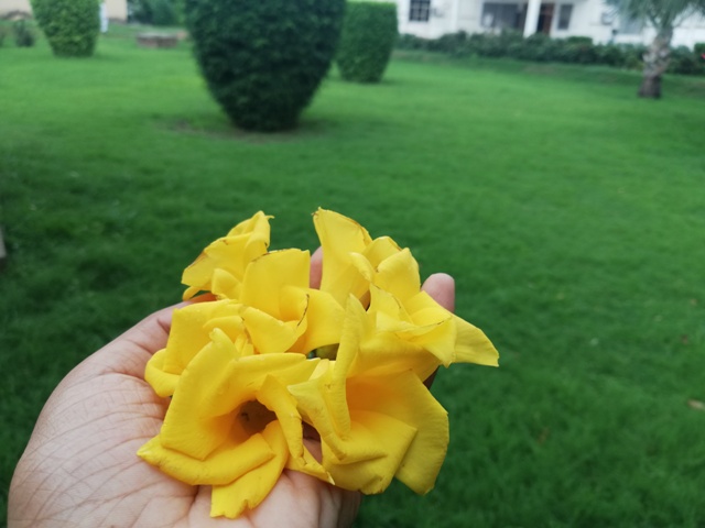 Yellow flowers in hand
