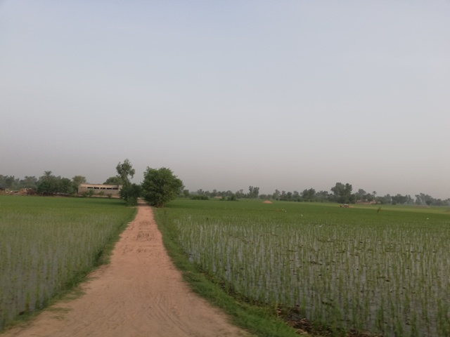 A road in fields