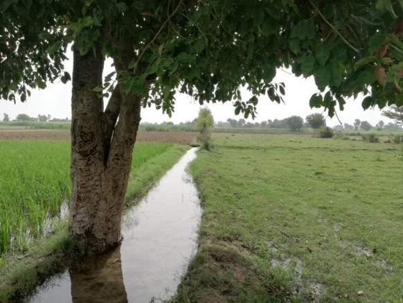 Tree with water canal in a field 
