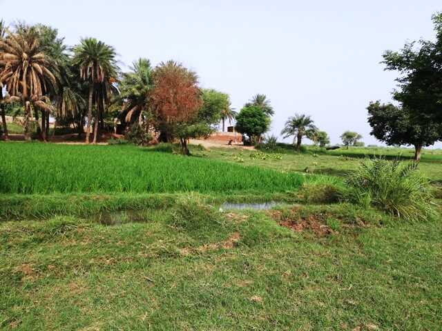A village view
