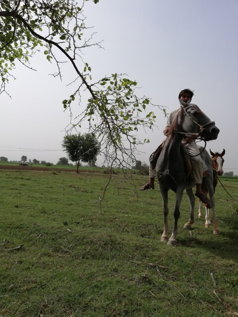 A horse rider with his horse