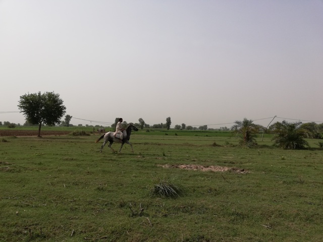 Horse riding in a field