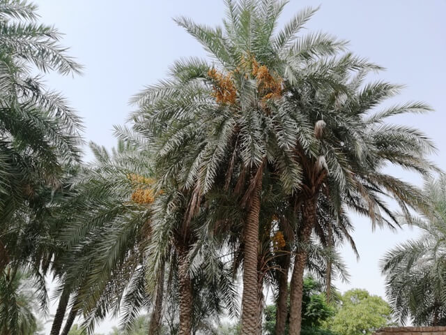 Date trees with fruit 