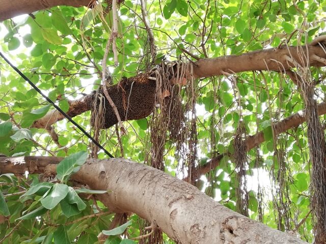 Banyan tree with honeycomb