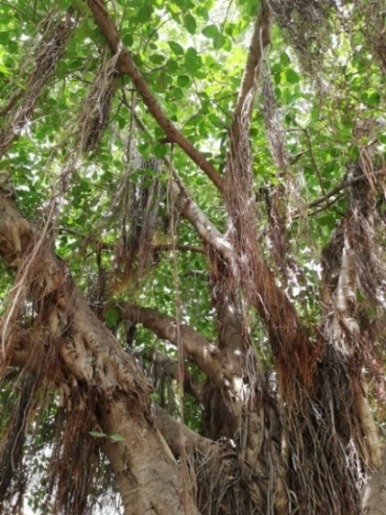 Banyan tree branches 
