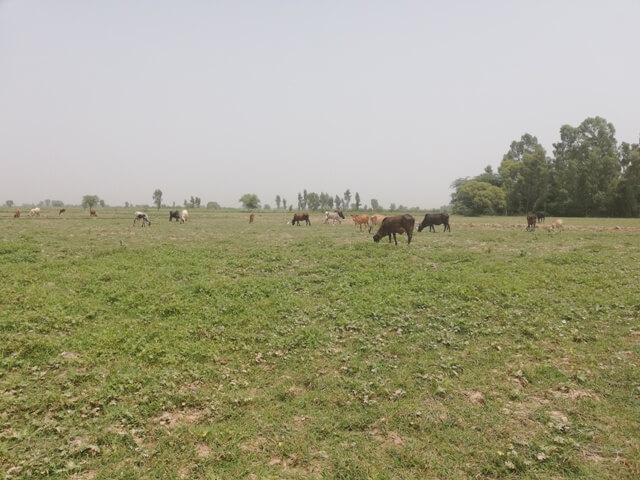 Cattle grazing on the bank of a river