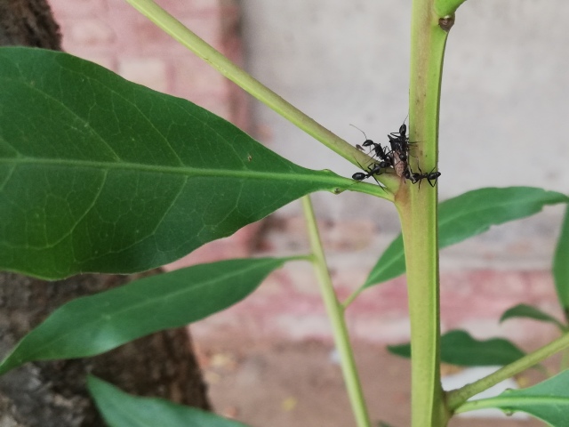Ants predation