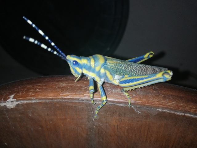 Beautiful grasshopper with blue eyes