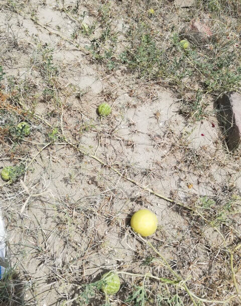 Desert yellow bitter fruit 