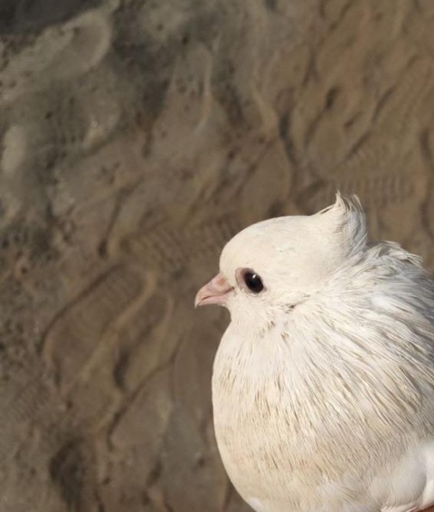 White pigeon close up picture