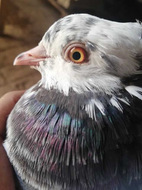 Domestic pigeon close picture