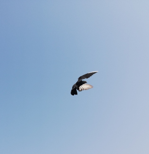 Alone pigeon during flight