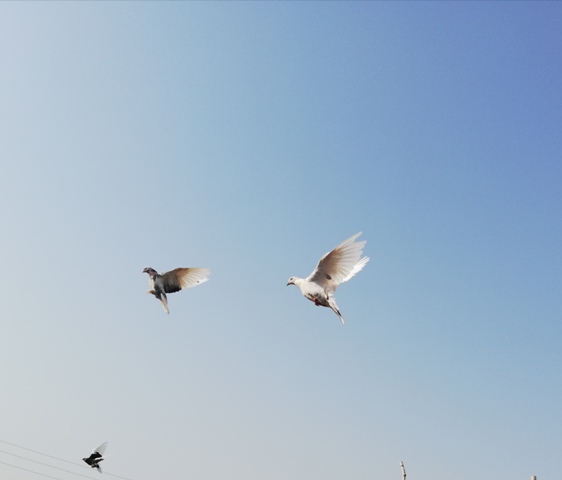 Pigeon pair during flight