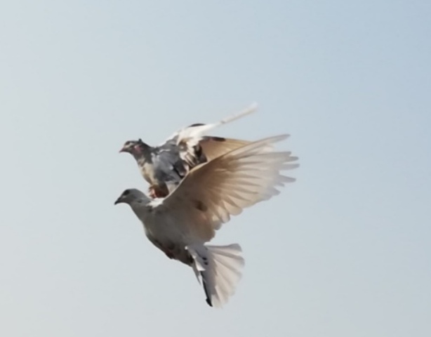 Domestic pigeons during flight