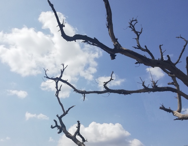 Clouds and a leafless tree branches 