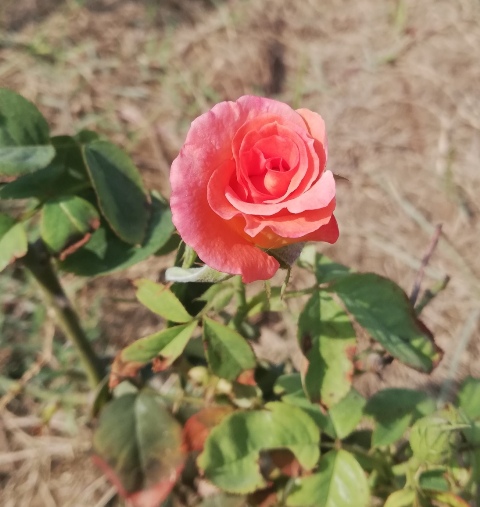Peachy rose bloom