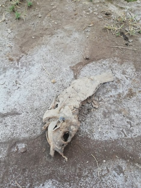 Dead fish in a dried pond