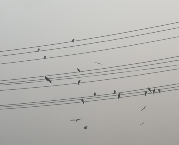 Birds with electric wires