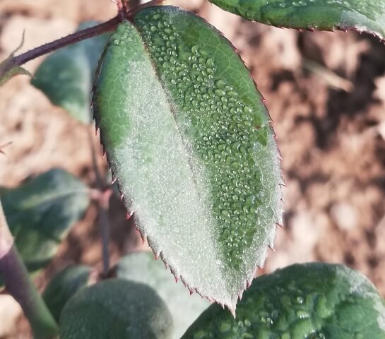 A rose leaf with morning dew 