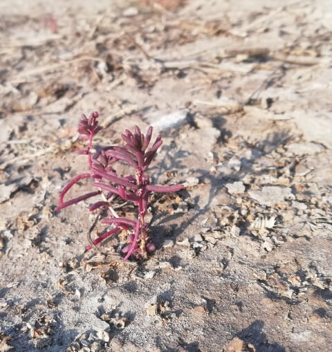 Tiny plants in a ground 