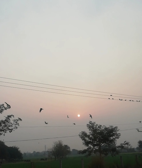 Sunrise and morning birds