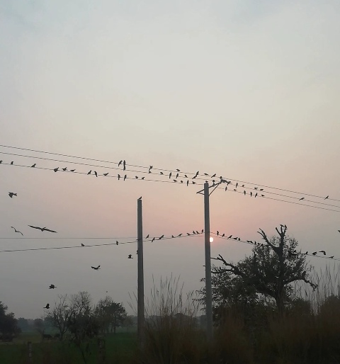 Birds gathering during sunrise