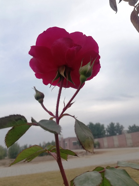 Elevated red rose